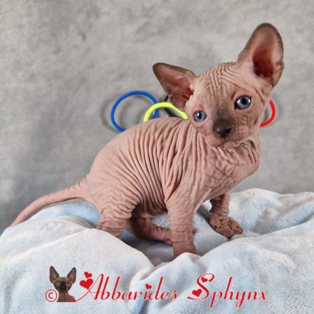 femelle sphynx lilas, chocolat, seal, mink, point