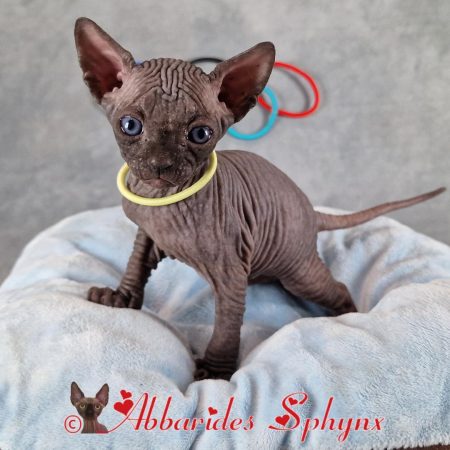 male sphynx noir yeux verts