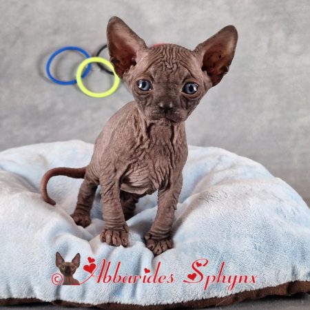 bébé sphynx noir