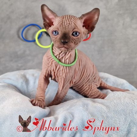 sphynx lilas, chocolat, seal