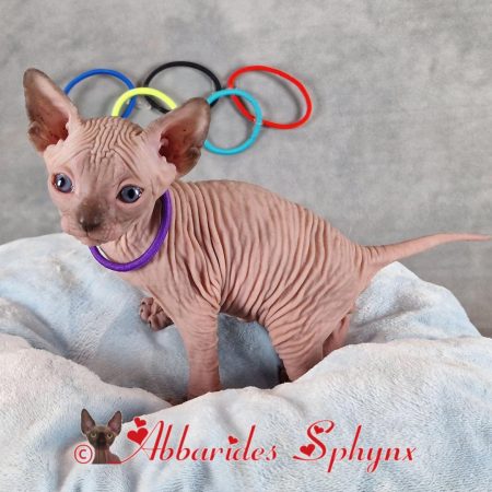 sphynx mink, point